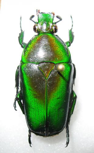 Réf. 254 280 : Tmesorrhina iris saundersi
